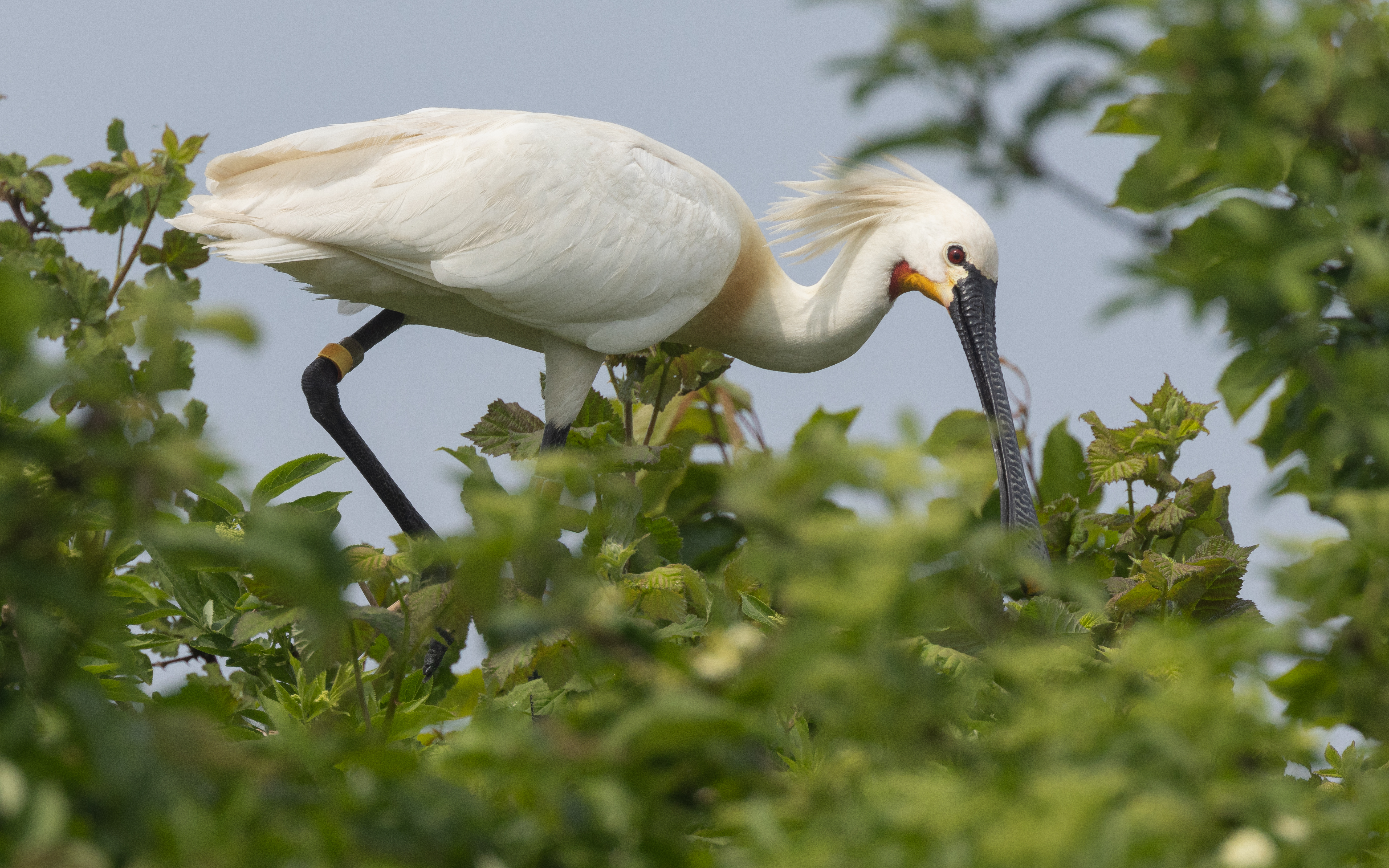 Een lepelaar zoekt voedsel tussen het groen in Nationaal Park Nieuw Land