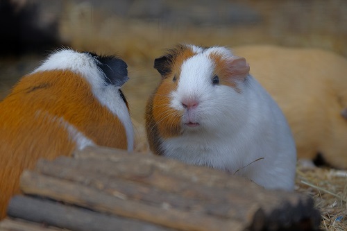 Kinderen knuffelen de cavias op kinderboerderij de Beestenbende