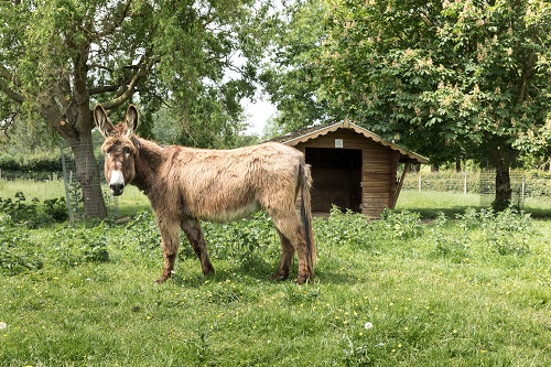 Kinderboerderij de Beestenbende