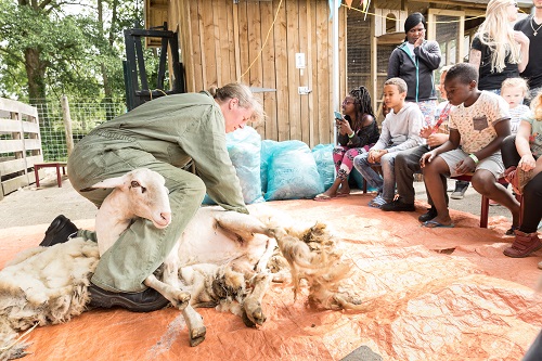 Een schaap wordt geschoren tijdens een activiteit op de Beestenbende