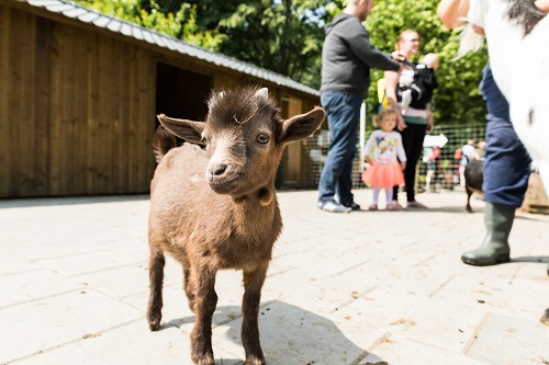 Kinderboerderij Den Uylpark