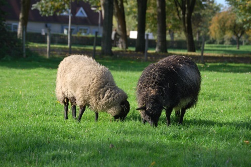 Schapen in de wei bij Kinderboerderij Den Uylpark