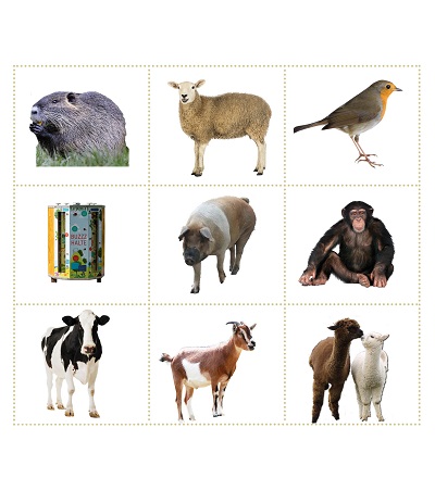 De dierenbingokaart voor een wandeling over de Kemphaan
