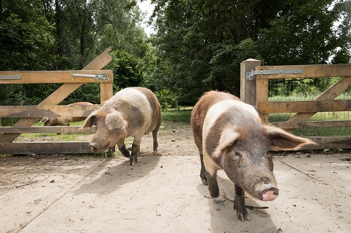Husumer varkens in hun ren op Stadslandgoed de Kemphaan