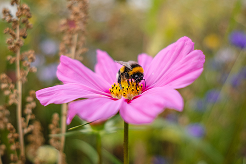 Een themakist met lesmaterialen van Stad & Natuur
