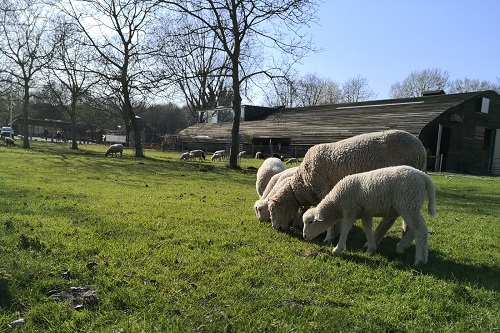 De prijswinnende architectuur van de Schaapskooi in het Vroege Vogelbos