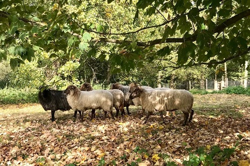 Het Vroege Vogelbos