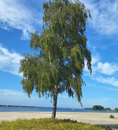 Wandelpaden door de duinen van de wijk DUIN